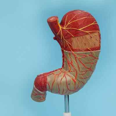 1.5x Size Human Digestive System Model Medical Science Stomach Anatomy-