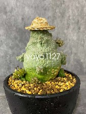 Pseudolithos migiurtinus Succulent cactus plant Garden flowering Plants 5-5.5cm