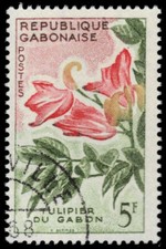 GABON 158 - Tulip Tree 