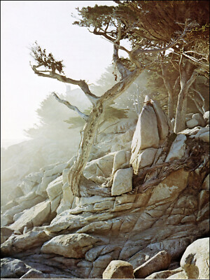 1974 Vintage Print Cypress Tree Rocks Coast Monterey Carmel Point Lobos Trees