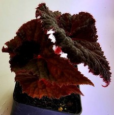 Begonia Magia di Mezzanotte - Begonia - E5