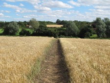 Photo A1 Path through Barley Field, near Dovehouse Farm Monk Street Dove c2013
