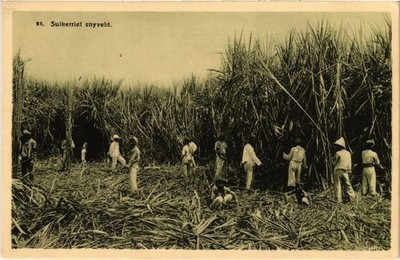 PC INDONESIA SUGARCANE HARVESTING FIELD JAVA (a78244)
