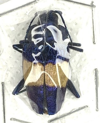 COLEOPTERA/CERAMBYCIDAE/Pyrodes sp N°17 33mm FROM PERU | eBay