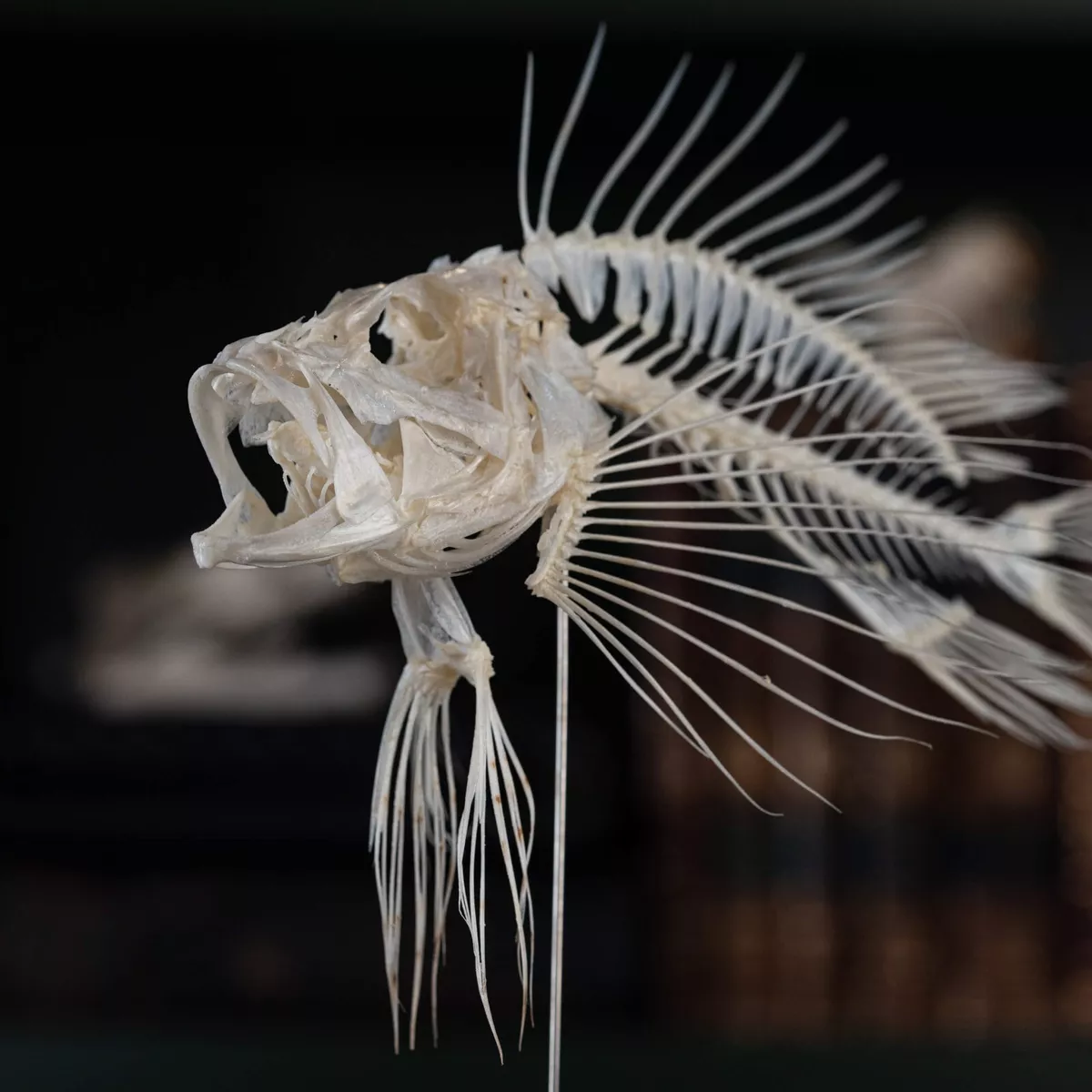 Real Lionfish Skeleton, Lionfish Taxidermy, fish skull, Poisonous