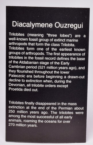 3 x DIACALYMENE OUZREGUI TRILOBITE FOSSILS, F121 - Foto 5 di 8