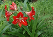 4 big bulb Amaryllis Lily Flower St. Joseph's Lily Hippeastrum x johnsonii