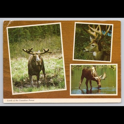Vintage Postcard Banff Alberta 1972 Posted Moose Deer Wildlife Scenic View