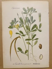 1886 ANTIQUE PICTURES LITHOGRAPH ART PRINT BOTANY FLOWER FLORA NATURE DECO PO...