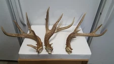 NON typical Wild 162" + Single WHITETAIL DEER ANTLER SHEDS antlers mule elk