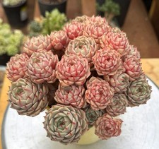 Imported Succulent live plant gift Home decor Plant Echeveria Benbatis #021