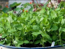 15g Tasty Pea Shoots Seeds, Pea Tips Seeds豌豆苗种子