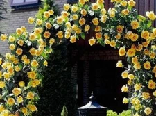 Yellow Climbing #46 Rose Bush 50 or 100 Seeds~Rare-Free Shipping-USA Seller