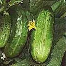 Wisconsin SMR 58 Cucumbers Seeds (20+ Seeds) | Non GMO | Vegetable Fruit Herb Fl