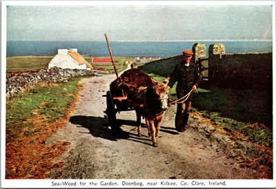 #ad Doonbeg Clare Ireland Seaweed Garden Cart Continental Postcard B682 $4.95