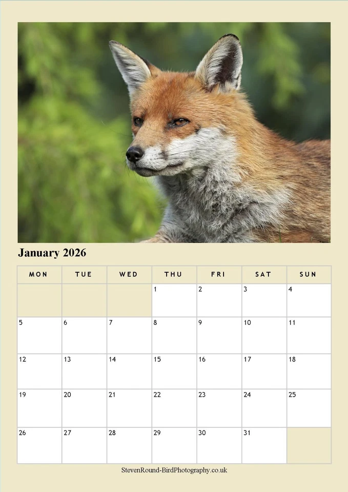 Foxes 2026 A4 Wildlife Calendar (Photography by Steve Round) - Image 3 of 4
