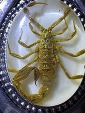 Mens Scorpion Belt Buckle - Western Cowboy Buckle with Horseshoe brand new