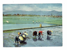 Rice Planting In Early Summer Japanese Farmers Paddy Fields #Postcard