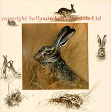 The Hare lovely wildlife fine art print by Mick Cawston