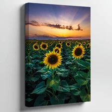 Vibrant Sunflower Field Stretches Towards The Horizon, Bathed In The Wall Art