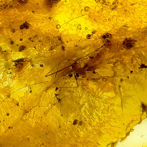 Baltic Amber polished large gemstone w/ five trapped insects fossils 46ct - Picture 5 of 11