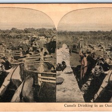 c1900s Africa Sahara Desert Camels Drinking Water Litho Photo Stereo Card V11