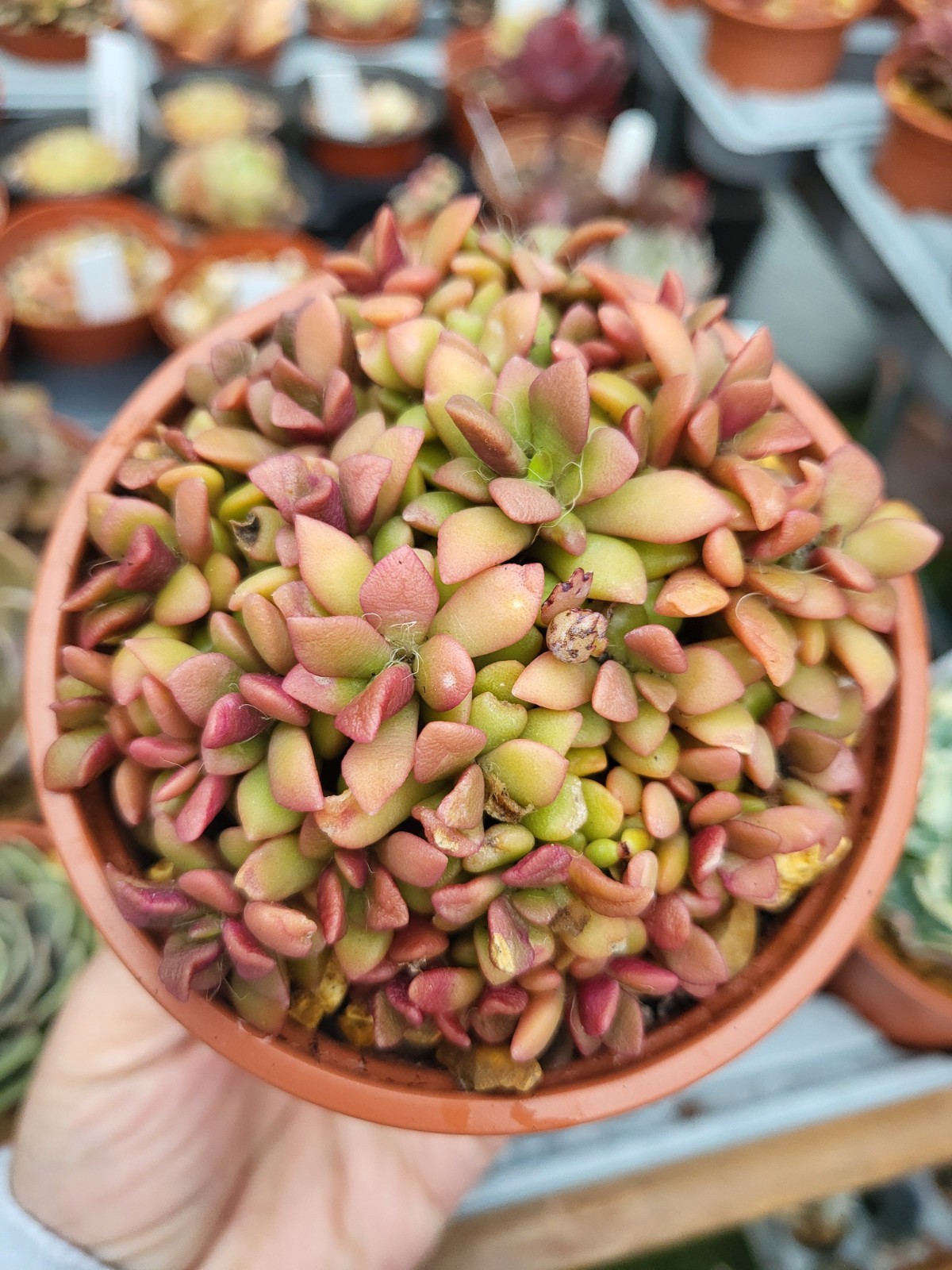 Anacampseros