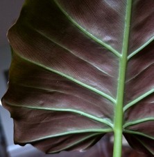 Rare Philodendron Corsinianum 28" Wide Not Monstera Anthurium 