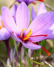 15x Crocus Sativus Bulbs 10cm+ Autumn Flowering Saffron Crocus Hardy