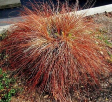 ORANGE SEDGE GRASS 100 SEEDS, CAREX TESTACEA, HARDY PERENNIAL, mariesgreengarden