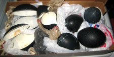Emu Egg Shells Empty for Art Carving Crafts LOT OF 7 - some already started