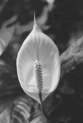 Close-Up of Beautiful Flower Delicate Features 1950s Vintage Artistic