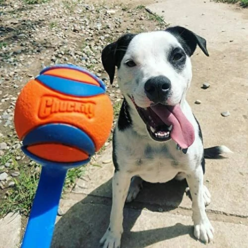 Chuckit! Ultra Ball Medium Dog Toy, photo 3