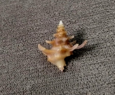 Babelomurex gemmatus 21 mm F+++  Deep water collectible specimen ,WOW!!!
