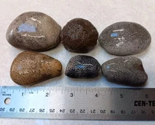 6 Michigan Charlevoix Stone Favosites Unpolished Coral Fossil Specimen Display