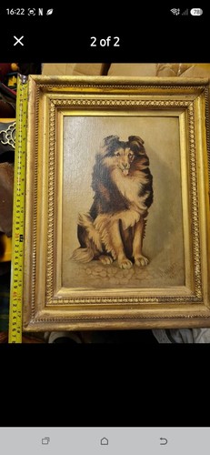Fine antique Edwardian dog portrait depicting a seated sable-and-white Shetland