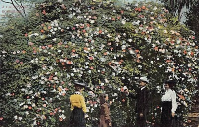 Postcard CA: People Admiring California Rosebush, UDB 1900's Antique