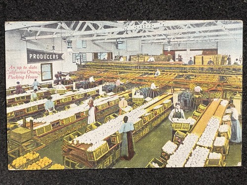 Los Angeles California CA Orange Farm Packing House 1912 Antique Photo Postcard - 第 1/2 張圖片