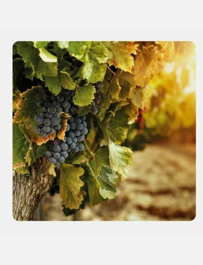 FOSFATO MONOPOTASSICO HAIFA MKP 0-52-34 CONCIME 25 kg FOSFORO POTASSIO PK 52-34 - Immagine 4 di 4