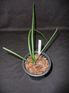 Paraphalaenopsis labukensis `Kraken` x self fast blühstark I