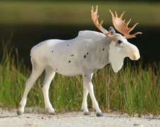 BREYER HORSE ANIMAL WEB SPECIAL - 2025 “RODDICK” Piebald Moose -Limited 1000 Pcs