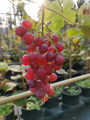 Weinrebe Vanessa – kernlose rosa-rote Tafeltraube, kräftige Rebe | eBay.de