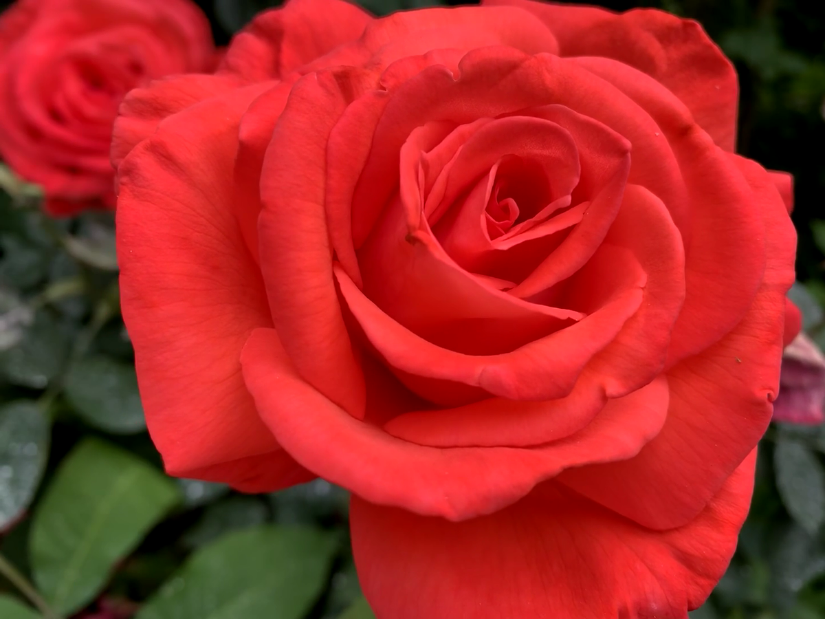5 Garden Red Rose Cuttings Ready To Plant and Root | eBay