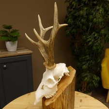 Bois De Cerf À La Chasse Poids 446 G Bock Bois De Cerf Corne 610.179