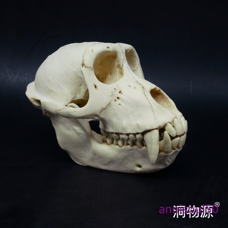 Short-tailed Monkey Simulated Skull Specimen Model Figurine Statue