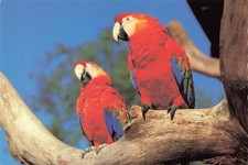 Postcard Scarlet Macaws Parrots (Ara macao) Florida Weeki Wachee