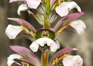 7 Seeds Acanthus Mollis Acanthus Bear S Breeches Big Spinach Ebay