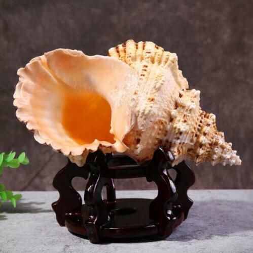 Coquilles naturelles de tutufa rubeta conque corail escargot de mer aquarium ornement de maison, - Photo 1/10