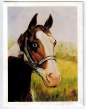 Brown & White Horse Portrait 6 Blank Note Cards Great For Birthdays Thank You