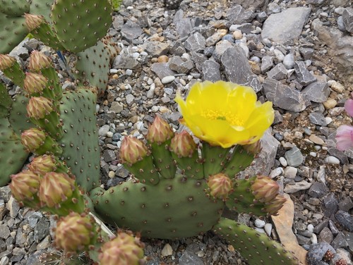 Opuntia aurea - 1x cutting - WINTER HARDY - Imagen 3 de 5